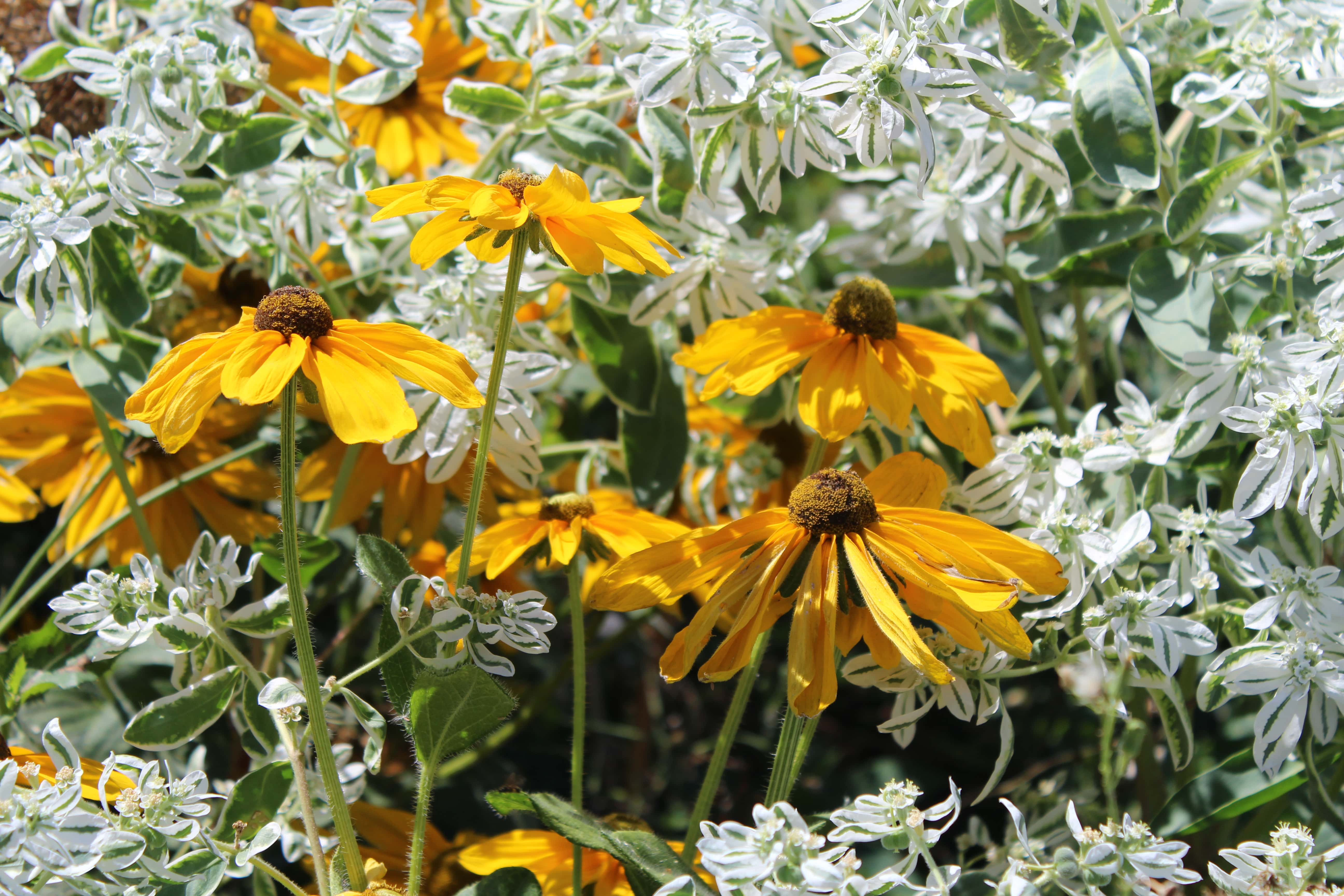 Yellow flowers surrounded by white and green vegetation